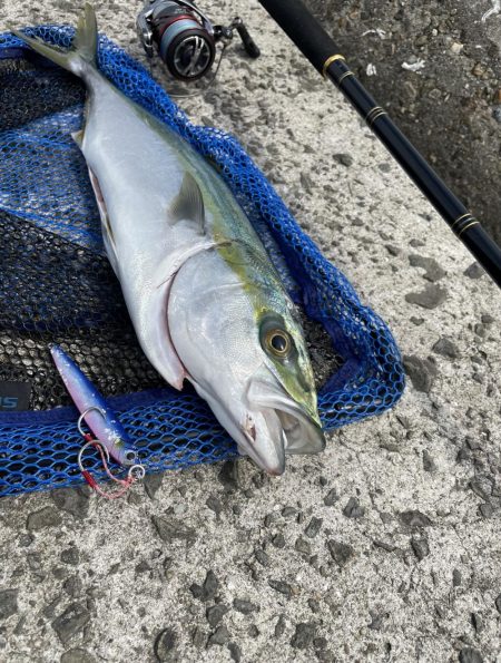 ハマチ　57cm !!　青物シーズンイン！？