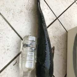 サビキに大物！