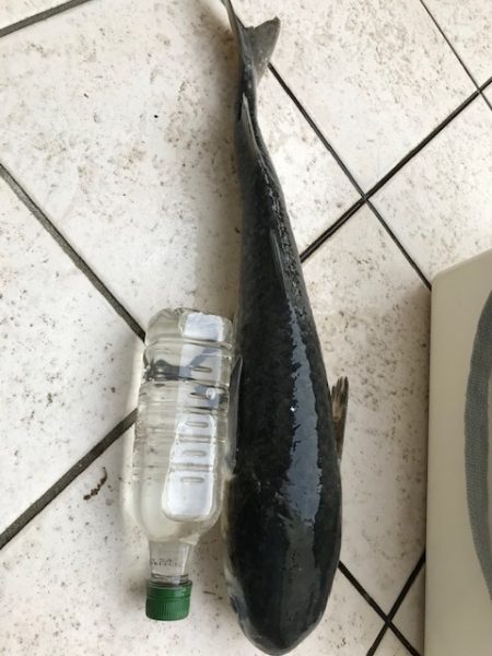 サビキに大物！