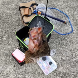 ライトワインドでガシラゲーム