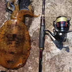 (対馬)墨族釣果投稿③