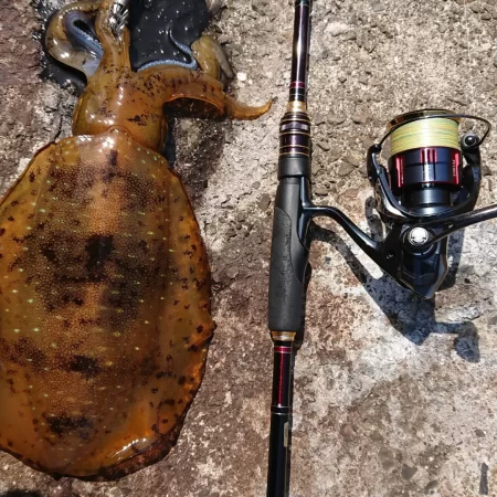 (対馬)墨族釣果投稿③