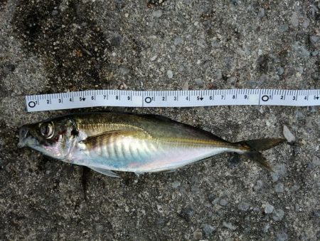 サイズはさておき嬉しいアジ