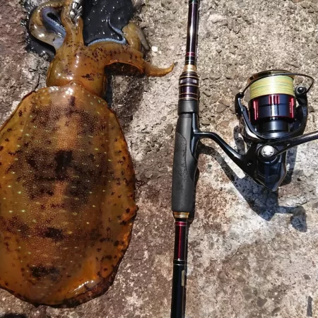 (対馬)墨族釣果投稿