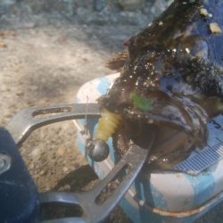 楽しい(^^)キビレ