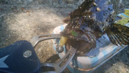 楽しい(^^)キビレ