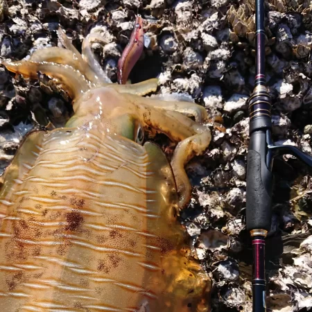 (対馬)墨族釣果投稿⑥