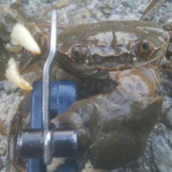 謎の巨大魚(^^)正体はエイ