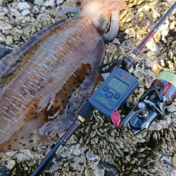 (対馬)墨族釣果投稿