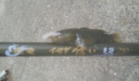 ハゼ釣り楽しいデス(^^)