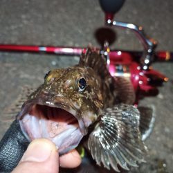 2022/05/06 南港ライトゲーム釣行