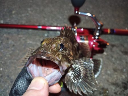 2022/05/06 南港ライトゲーム釣行