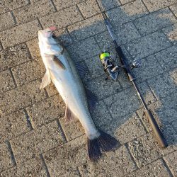 シーバス楽しい。