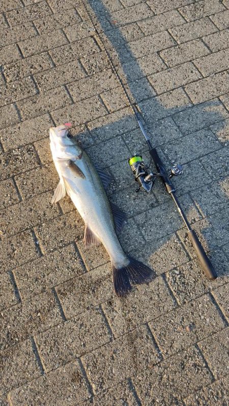 シーバス楽しい。