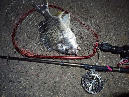 2022/05/07 南港ヘチ釣り釣行