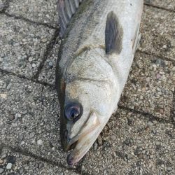 シーバス風強め