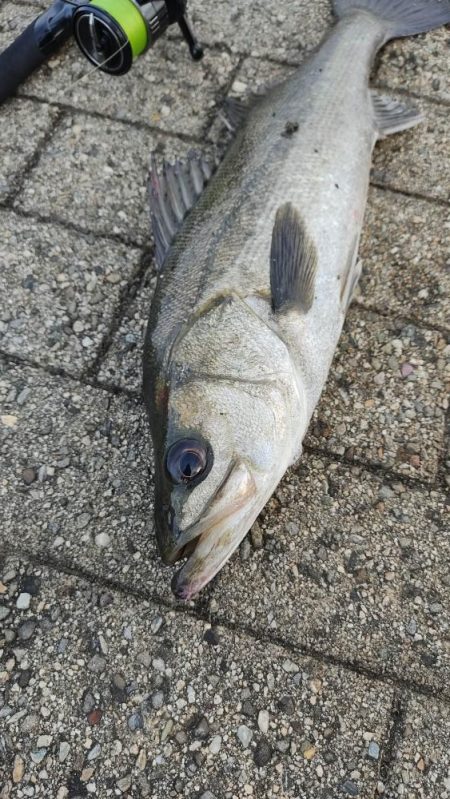 シーバス風強め