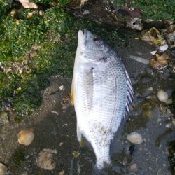 デイ　チニング絶好調( ^o^)