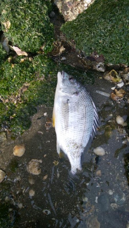 デイ　チニング絶好調( ^o^)