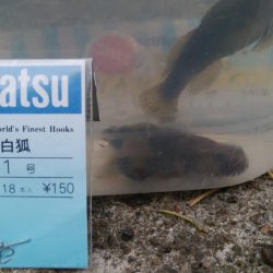 ハゼ釣り楽しいデス(^^)