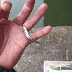 2022/05/09 大阪市内河川 稚鮎釣り