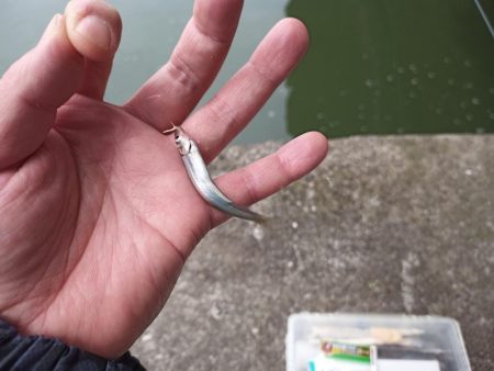 2022/05/09 大阪市内河川 稚鮎釣り