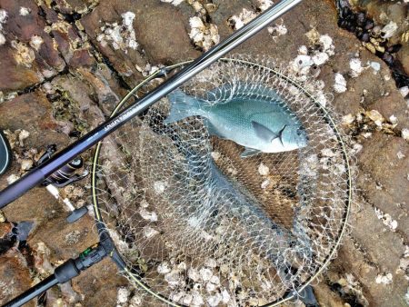 フカセ‥最高ですネ・・