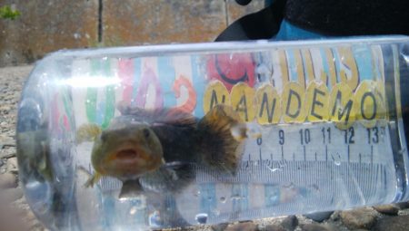 色々釣れて楽しかったデス(^^)