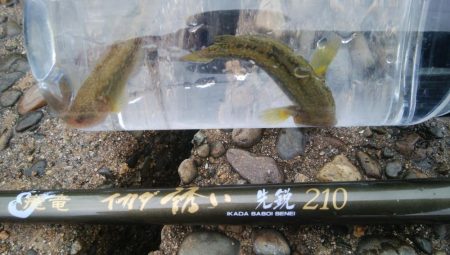 ♡ハゼ釣りは楽しいデス♡