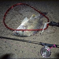 2022/05/11 南港ヘチ釣り釣行