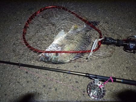 2022/05/11 南港ヘチ釣り釣行