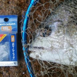 キビレ釣り(^^)楽しいデスね!