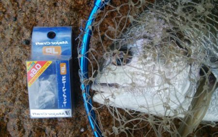 キビレ釣り(^^)楽しいデスね!