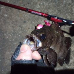 2022/05/14 南港ライトゲーム釣行