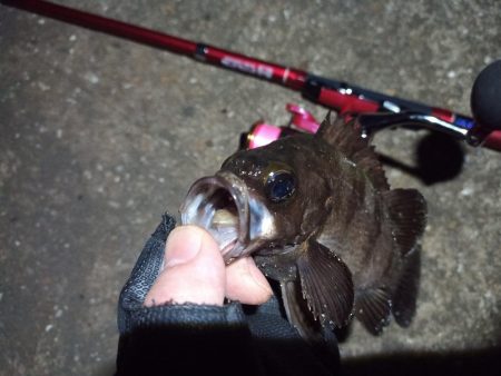 2022/05/14 南港ライトゲーム釣行