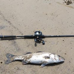 連日のシーバス