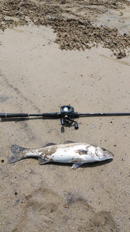 連日のシーバス