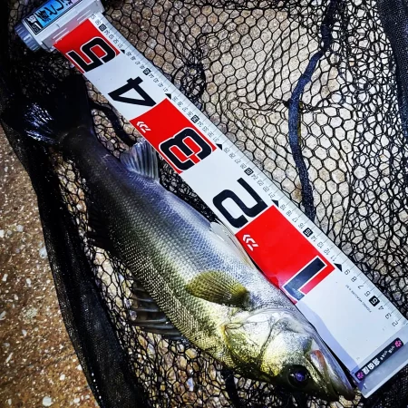 大阪湾奥最前戦