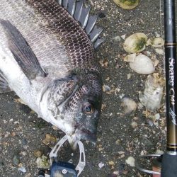 キャスティングキビレゲーム(^^)