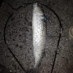 バチ抜けシーバス狙い