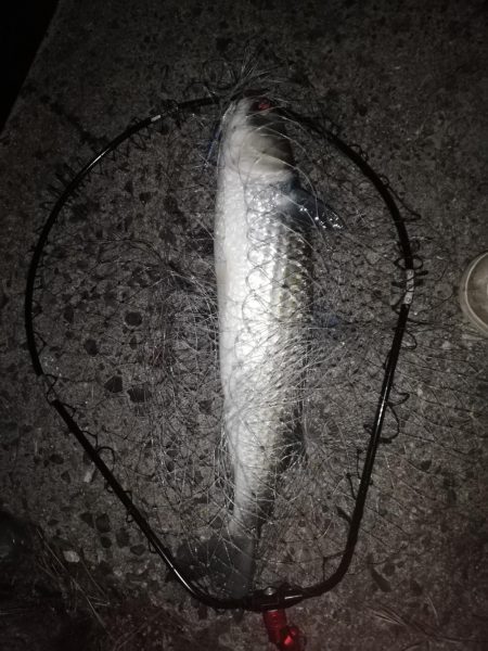 バチ抜けシーバス狙い