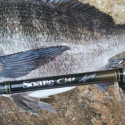 14匹Get!チヌ・キビレ(^^)