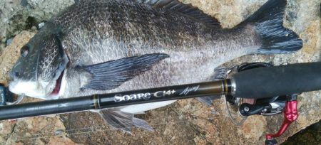 14匹Get!チヌ・キビレ(^^)