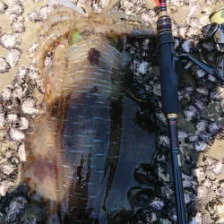 墨族釣果投稿⑧