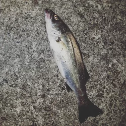 バチ抜けシーバス初釣果