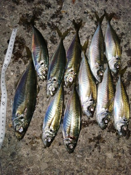 アジの回遊ありました