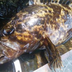 ライトゲーム(^^)楽しいデス♡♬♬♬