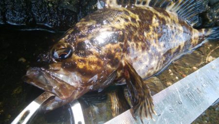 ライトゲーム(^^)楽しいデス♡♬♬♬