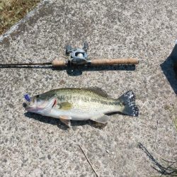 レイトスポーン