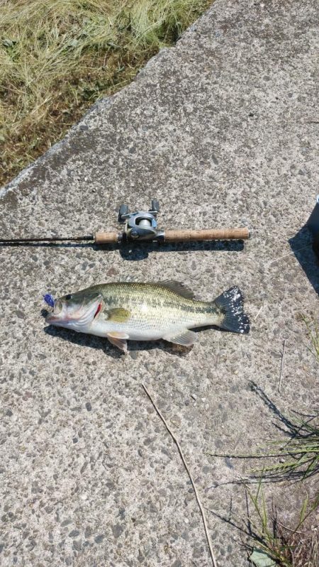 レイトスポーン